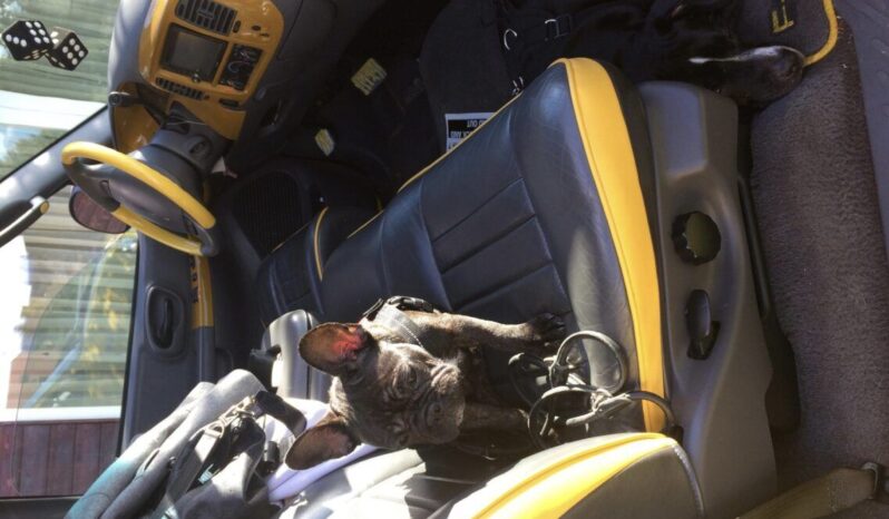 Ford Ford F 150 Boss voll